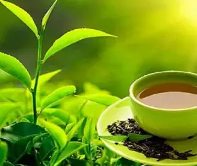 ३०औँ राष्ट्रिय चिया दिवसः ४ अर्ब ५९ करोडको चिया निर्यात