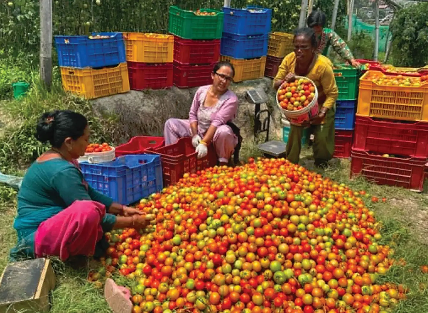 अफसिजनमा गोलभेडा फलाएर स्थानीय बजार धानीरहेका जिलुका चौलागाईं दाम्पती